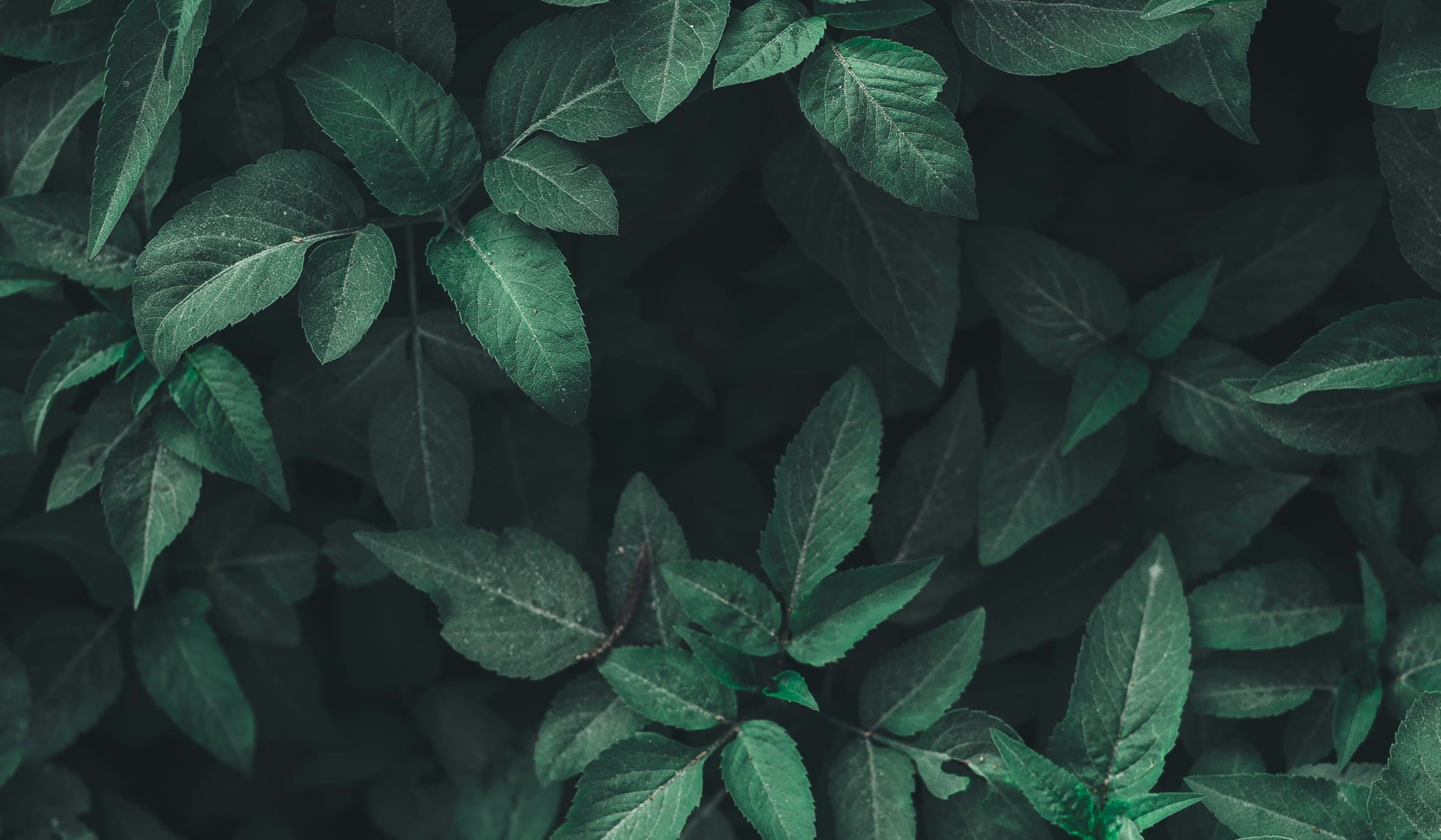 Lush green foliage at the nursery