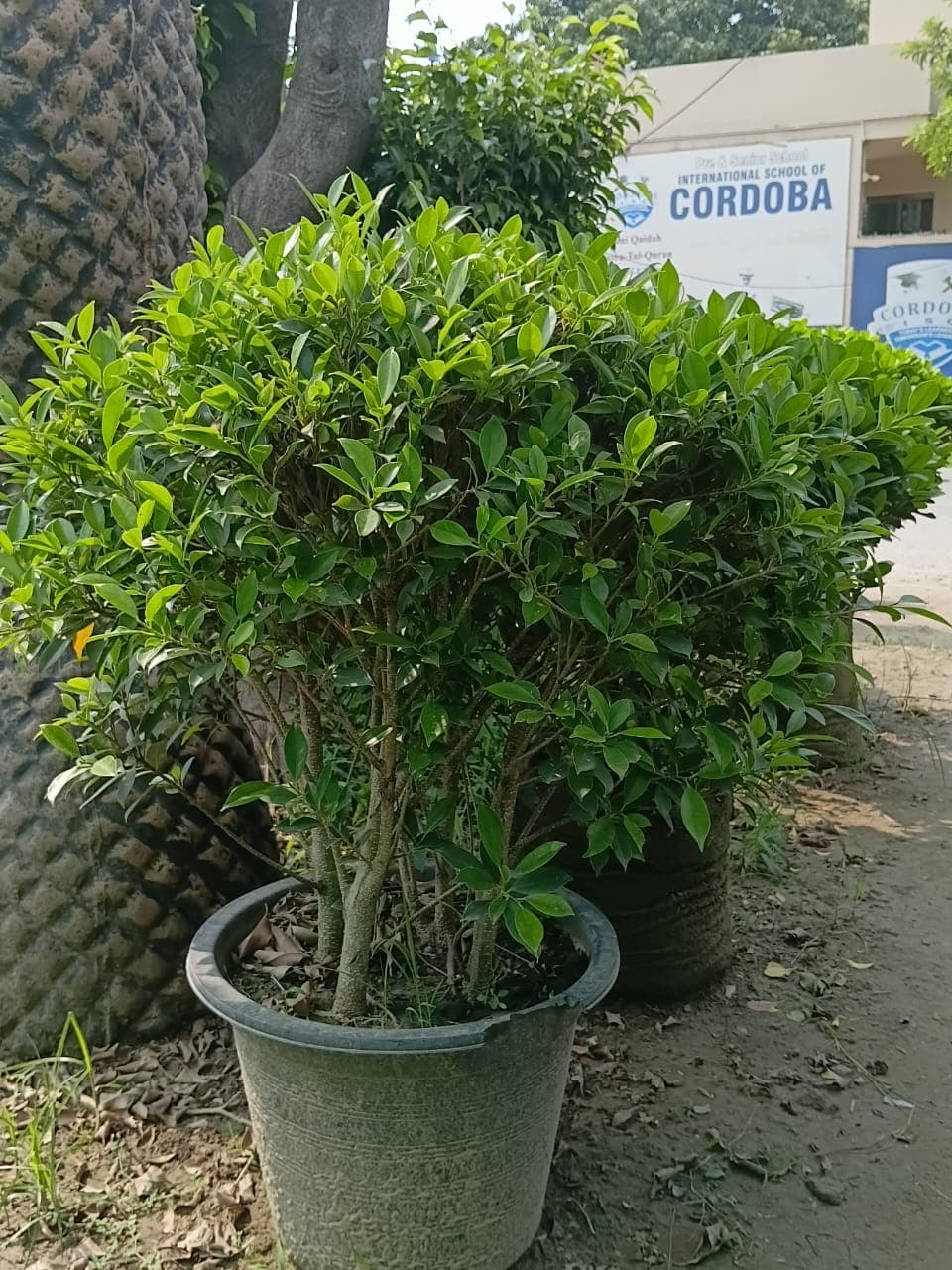 Ball Ficus