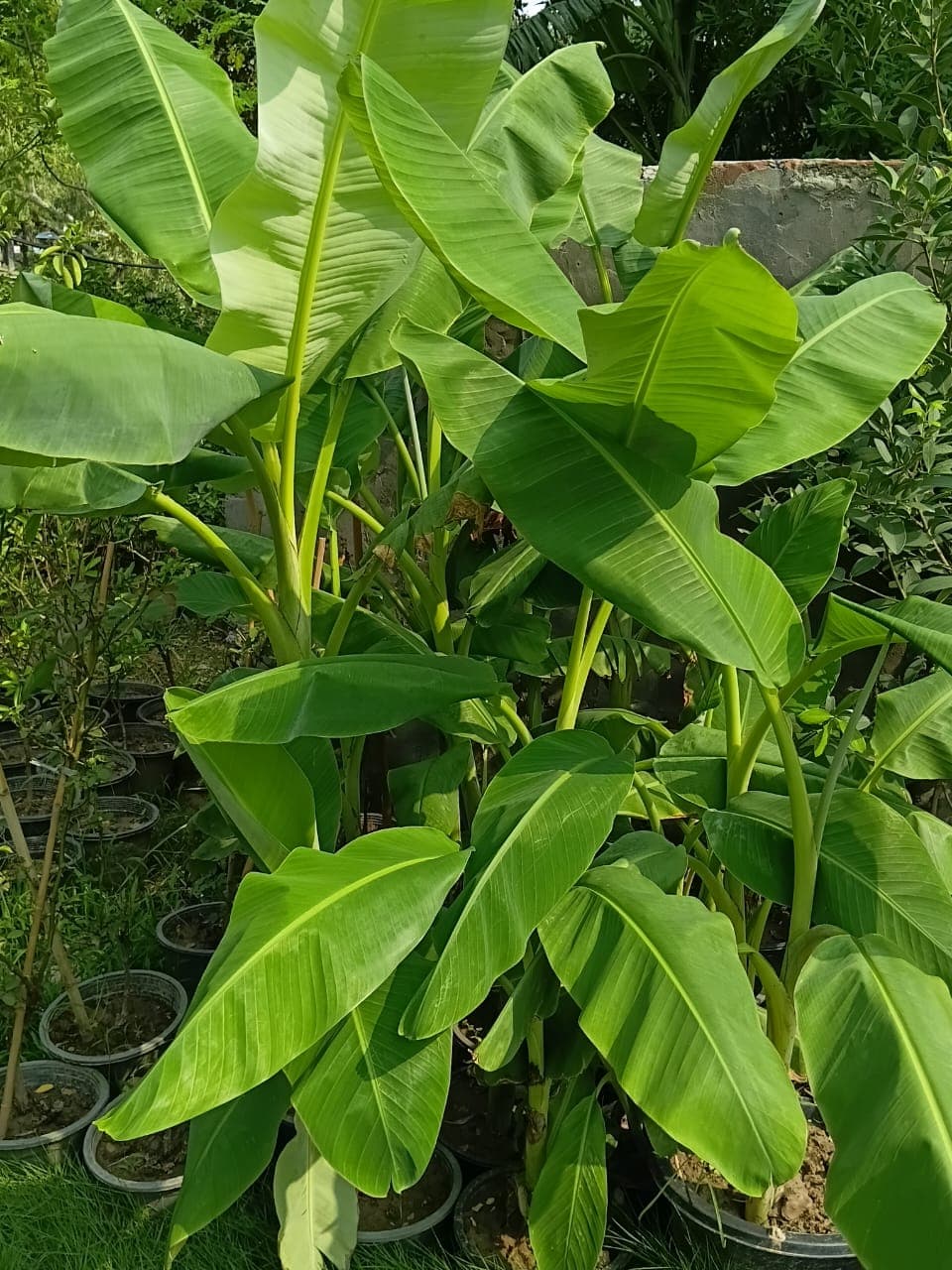 Banana