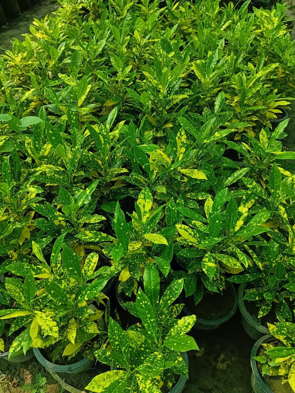 Croton