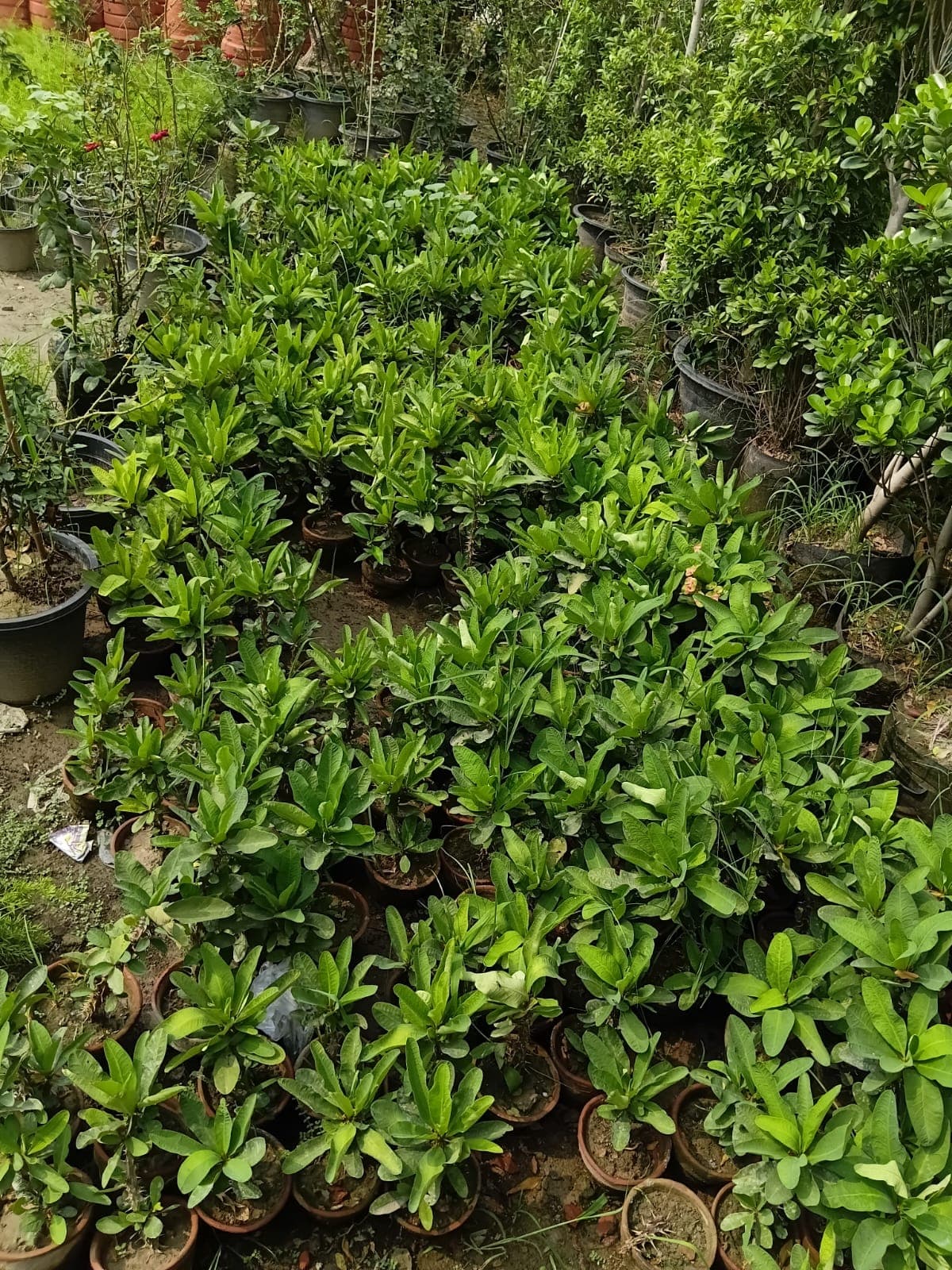 Euphorbia