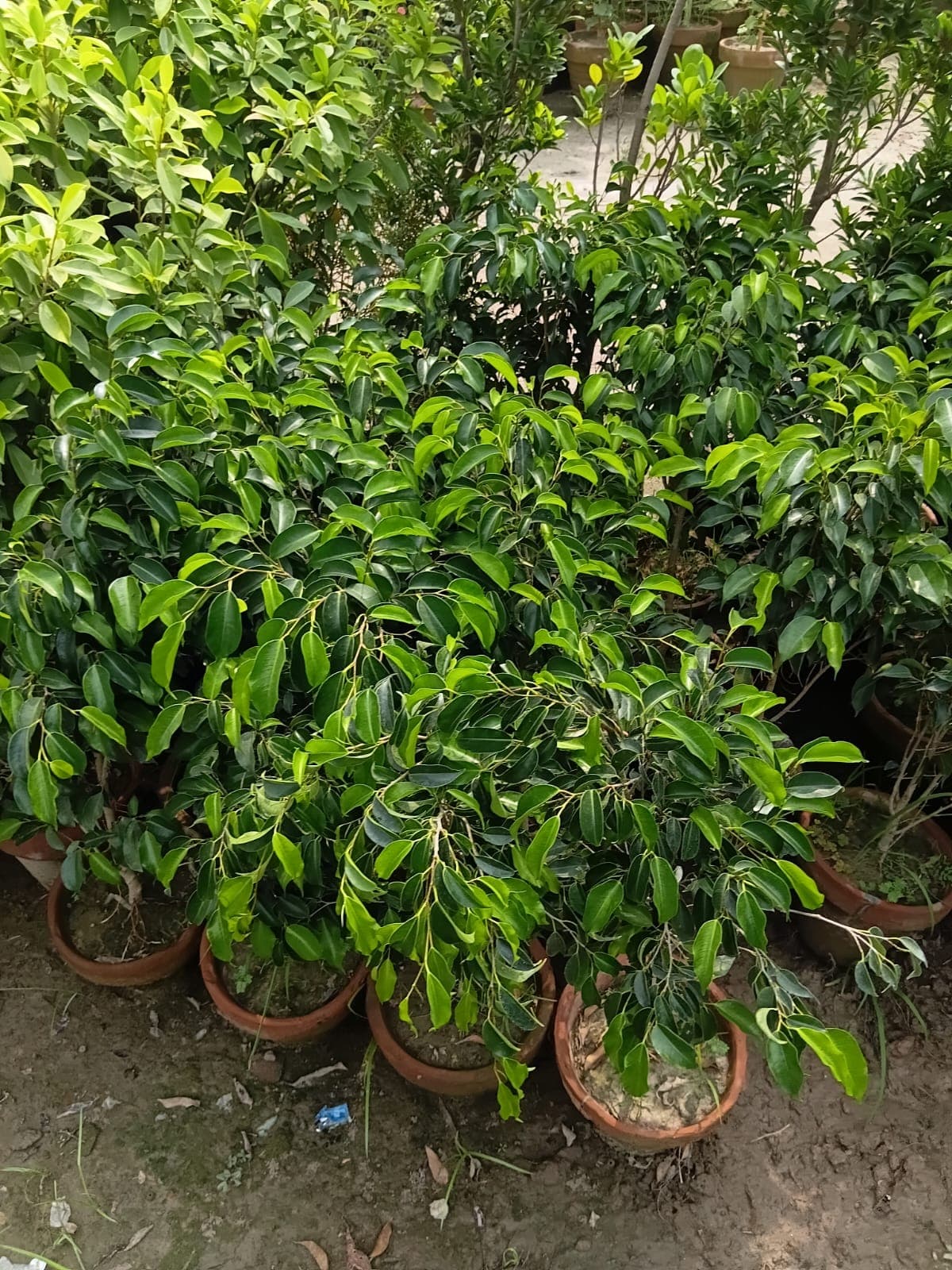 Weeping Ficus