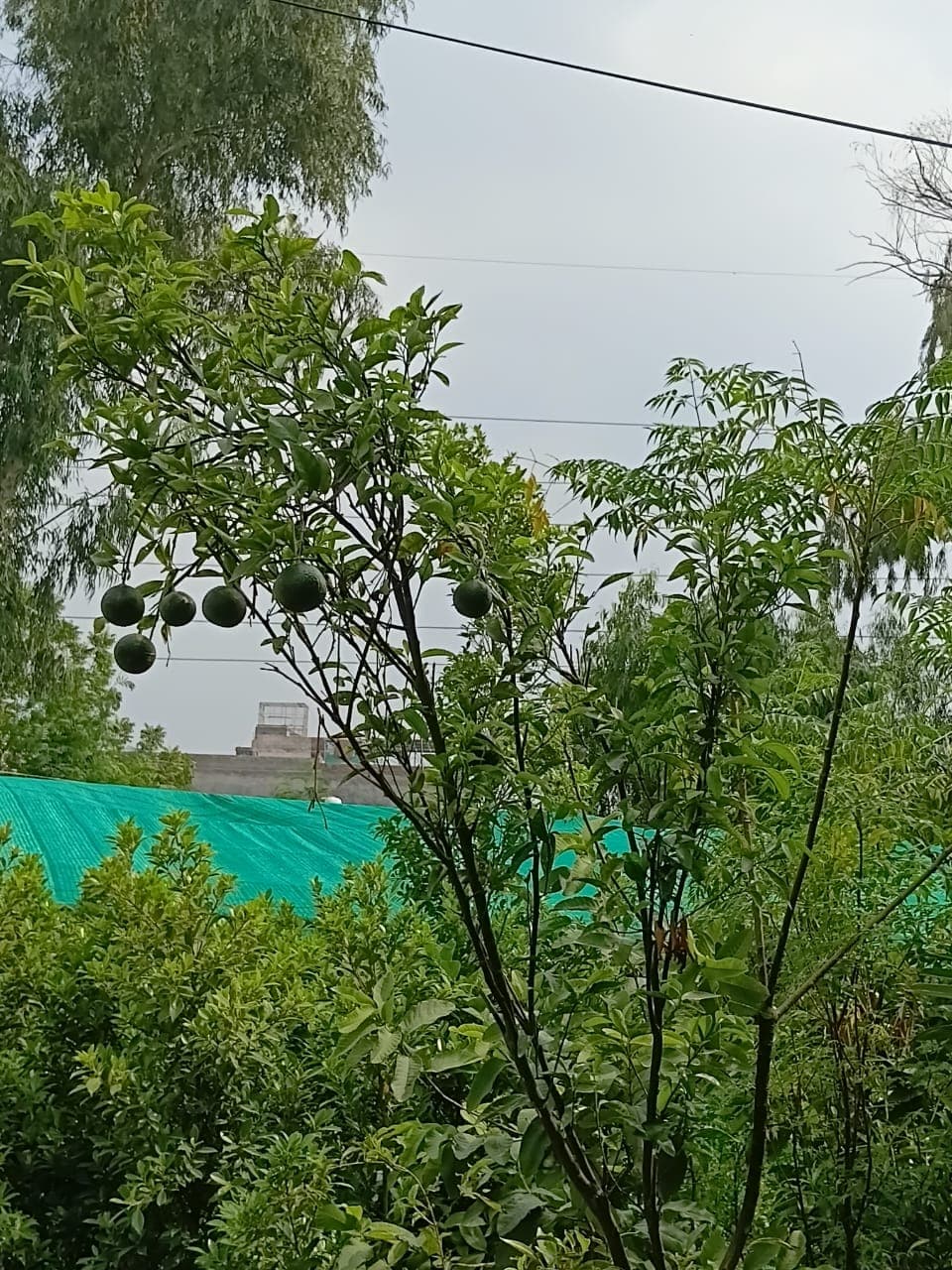 Fruit & Shade Trees