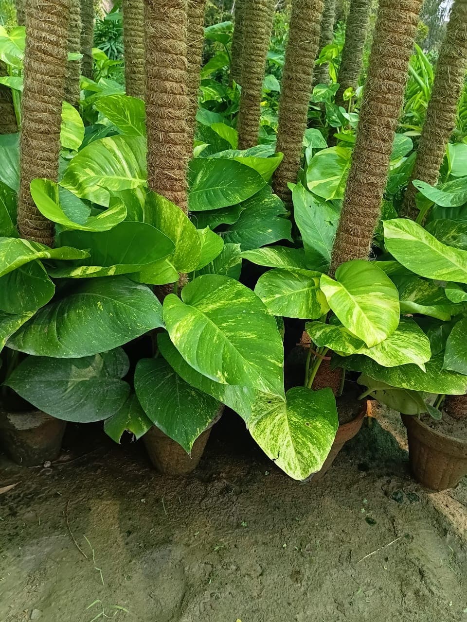 Money Plant