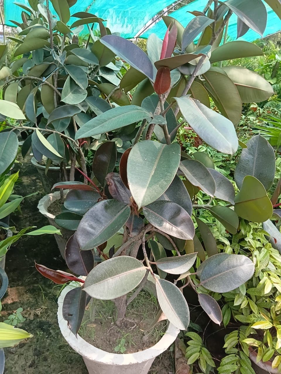 Rubber Plant