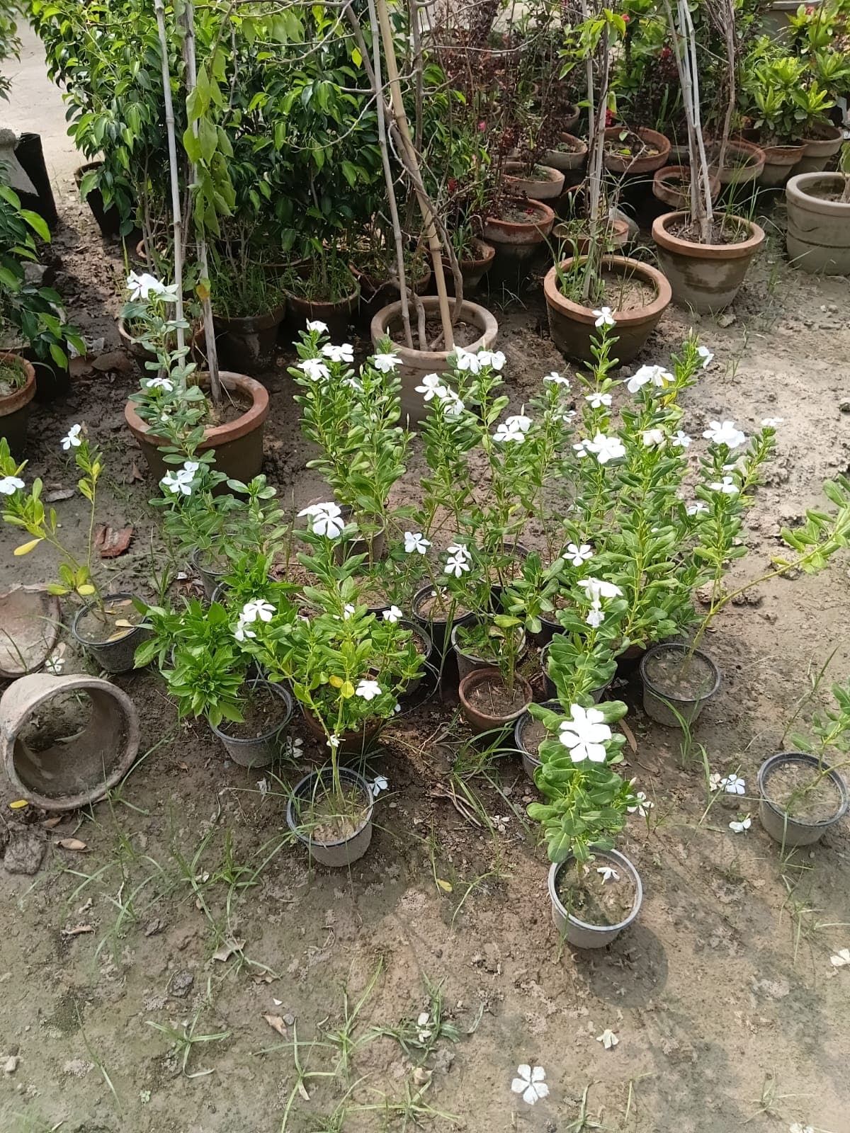 Flowering & Seasonal