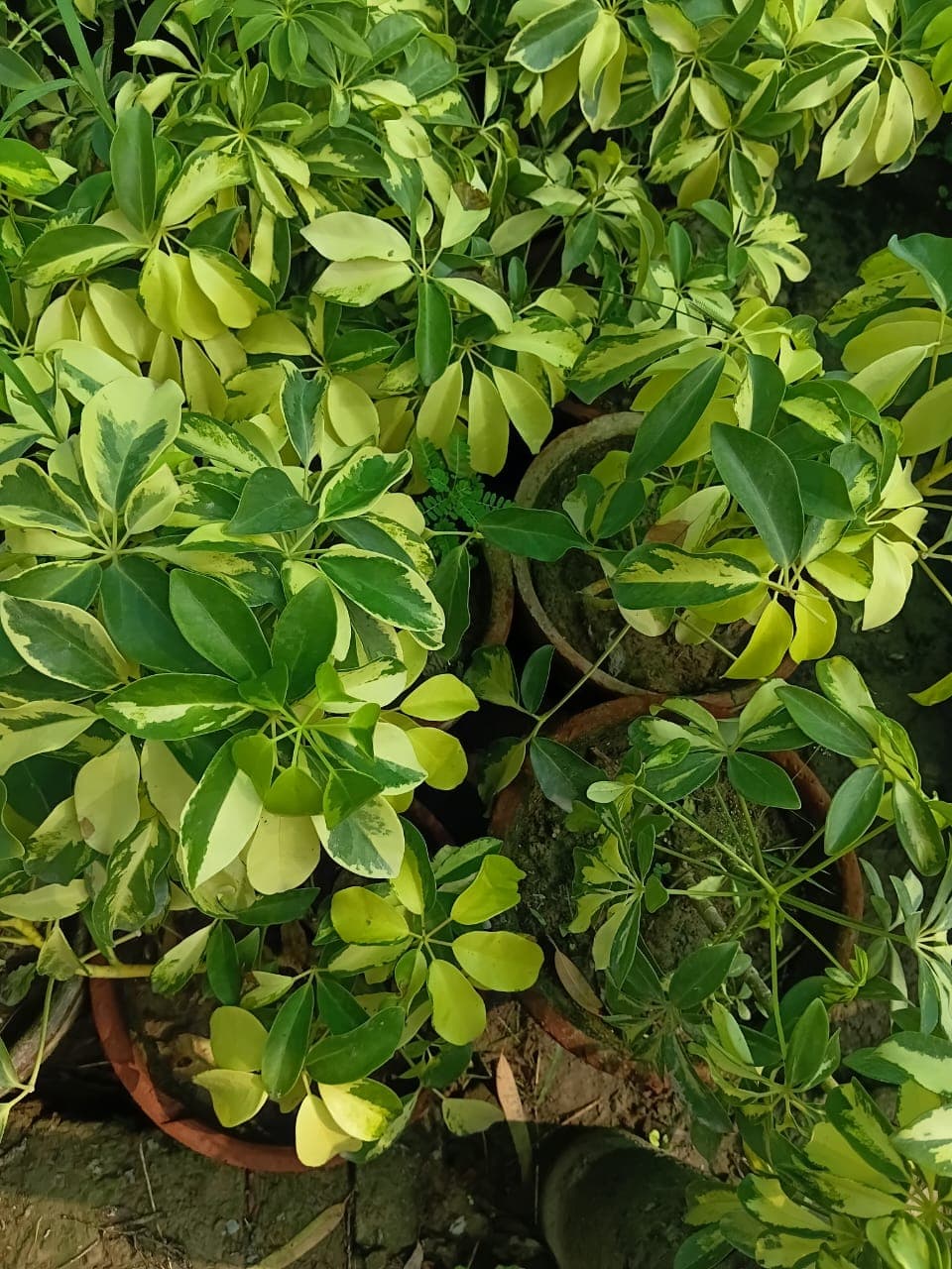 Indoor Plants