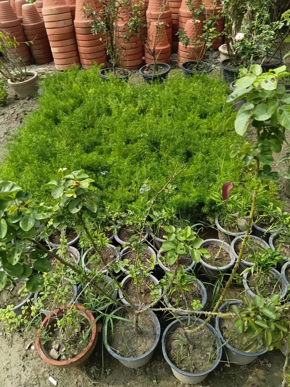 Grasses & Ground Cover