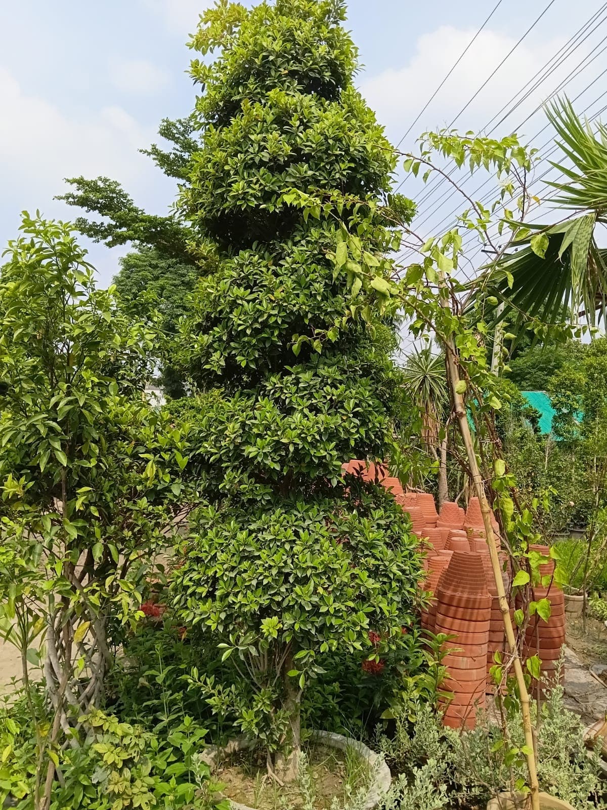 Ficus & Topiary