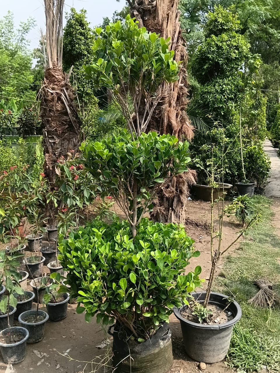 Three-Head Ficus