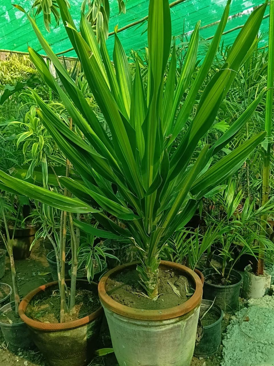 Yucca